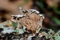 Schizophyllum commune image