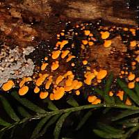 Favolaschia calocera image