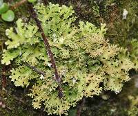 Pseudocyphellaria multifida image