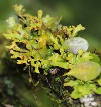 Sticta menziesii image