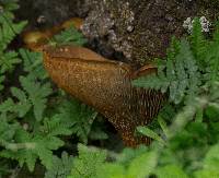 Omphalotus olivascens image