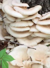 Pleurotus ostreatus image