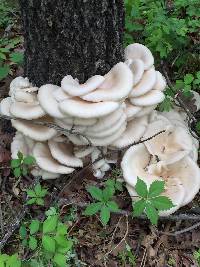 Pleurotus ostreatus image