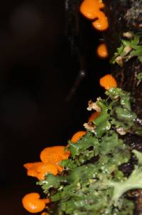 Favolaschia calocera image