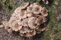 Armillaria mellea image