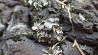 Image of Placidium arboreum