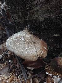 Fomitopsis betulina image