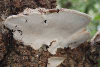 Ganoderma applanatum image