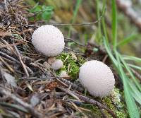 Lycoperdon perlatum image