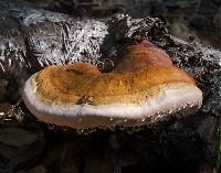 Fomitopsis pinicola image