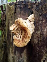 Polyporus squamosus image