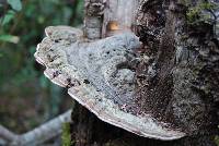 Ganoderma applanatum image