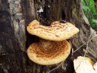 Polyporus squamosus image