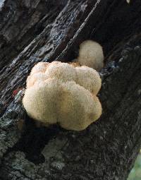 Hericium erinaceus image