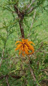 Gymnosporangium juniperi-virginianae image