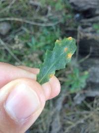 Puccinia lagenophorae image