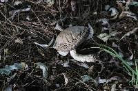 Leccinum scabrum image