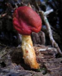 Leratiomyces erythrocephalus image