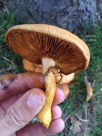 Gymnopilus junonius image