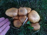 Gymnopilus junonius image