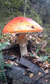 Amanita muscaria image