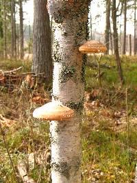 Fomitopsis betulina image