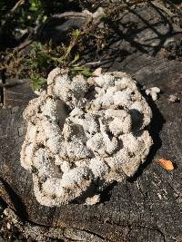 Schizophyllum commune image