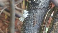 Schizophyllum commune image