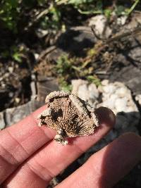 Schizophyllum commune image