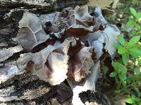 Auricularia auricula-judae image