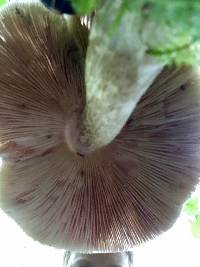 Pluteus cervinus image