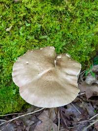 Pluteus cervinus image