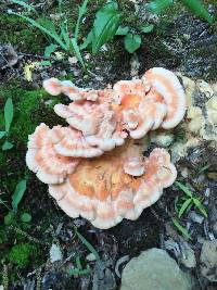 Laetiporus cincinnatus image