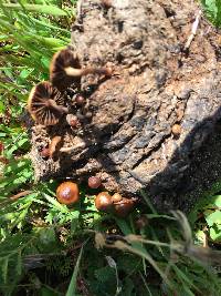 Psilocybe coprophila image