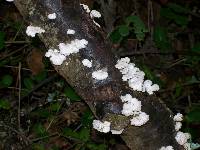 Schizophyllum commune image