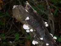 Schizophyllum commune image