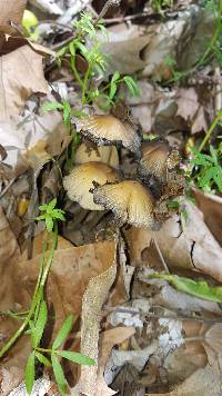 Coprinellus micaceus image