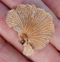 Schizophyllum commune image