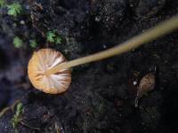 Mycena acicula image