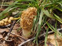 Morchella americana image