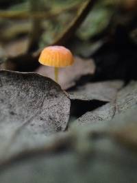 Mycena acicula image