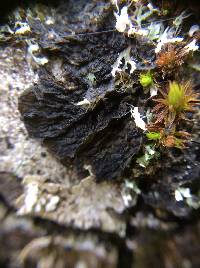 Collema furfuraceum image