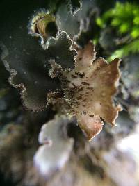 Peltigera collina image