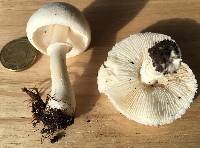 Leucoagaricus leucothites image