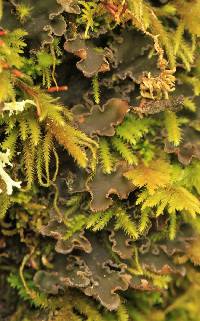 Peltigera collina image