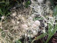 Usnea intermedia image