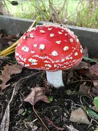 Amanita muscaria image