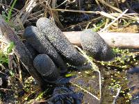 Xylaria polymorpha image