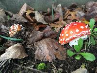 Amanita muscaria image