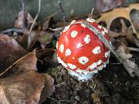 Amanita muscaria image